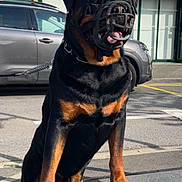Hulk participe au concours pour gagner de l'argent avec cette photo : alert, animal, black_and_tan, building, canine, car, daylight, dog, leash, muzzle, outdoor, pavement, paw, pet, rottweiler, shadow, standing, street, urban, window