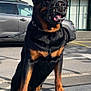 alert, animal, black_and_tan, building, canine, car, daylight, dog, leash, muzzle, outdoor, pavement, paw, pet, rottweiler, shadow, standing, street, urban, window