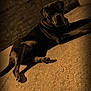 Hulk a rejoint le concours — aidez-le/la à gagner de superbes lots ! animal, brick_wall, brown_tone, calm, canine, collar, companion, concrete, dog, fence, laying_down, outdoor, pet, quiet, relaxed, resting, sepia_tone, shadow, texture, vintage_style