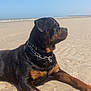 Hulk a rejoint le concours — aidez-le/la à gagner de superbes lots ! animal, beach, black, brown, canine, collar, dog, fur, laying, mammal, nature, outdoor, paw, pet, quiet, relaxed, rottweiler, sand, summer, sunlight