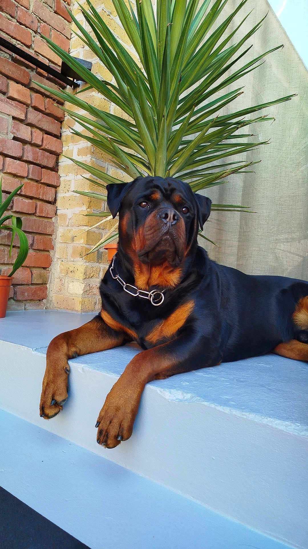 Hulk participe au concours pour gagner de l'argent avec cette photo : animal, black, brick_wall, brown, canine, collar, dog, domestic_animal, fur, greenery, ledge, nature, outdoor, pet, plant, portrait, relaxing, resting, rottweiler, sunlight