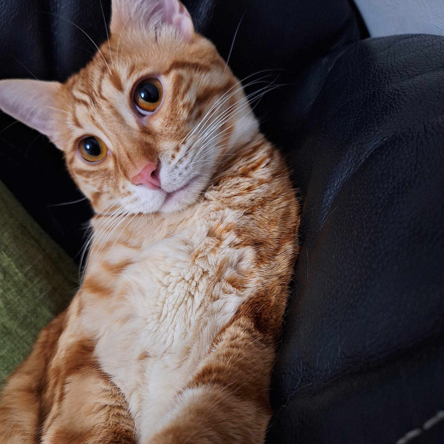 Tigrou a rejoint le concours — aidez-le/la à gagner de superbes lots ! abyssinian, animal, architecture, armchair, building, cat, chair, couch, cushion, furniture, homedecor, indoors, kitten, livingroom, manx, pet, room