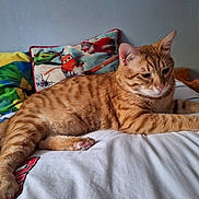 Tigrou a rejoint le concours — aidez-le/la à gagner de superbes lots ! cat, ginger_cat, tabby, bed, pillow, indoor, feline, pet, striped, relaxed, cozy, mammal, sleeping_area, home, resting, whiskers, cute, domestic_animal, furniture, soft_lighting