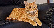 Tigrou participe au concours pour gagner de l'argent avec cette photo : abyssinian, animal, architecture, armchair, building, cat, chair, couch, cushion, furniture, hardwood, homedecor, indoors, kitten, livingroom, manx, pet, room, wood