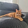 cat, ginger_cat, leather_chair, indoor, pet, feline, relaxed, resting, window, curtains, daylight, fur, whiskers, ears, paws, animal, domestic_animal, comfortable, sitting, home