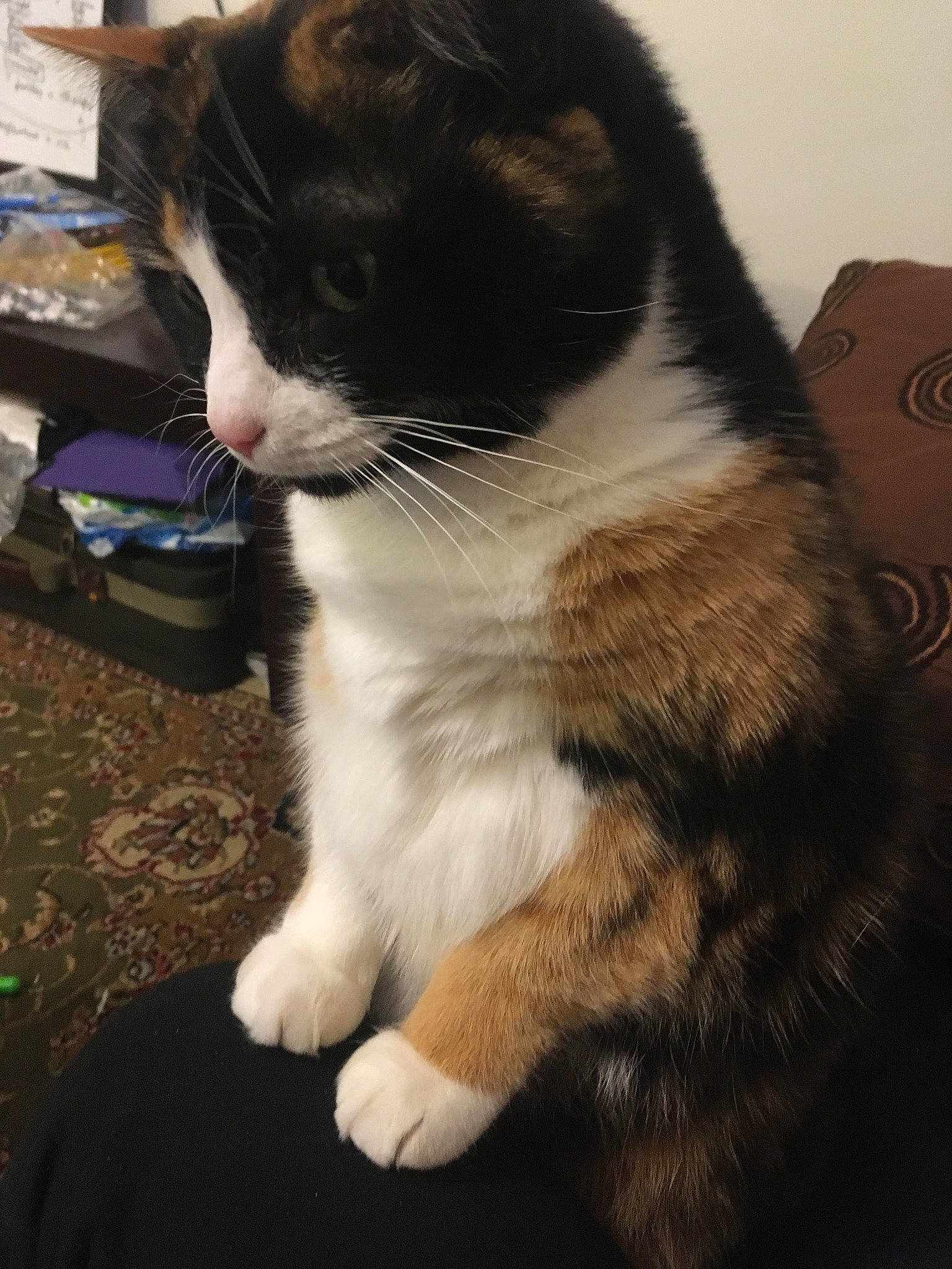 Katniss joined the competition — help win amazing prizes! american_wirehair, carnivore, cat, domestic_short_haired_cat, european_shorthair, eye, felidae, fur, kitten, mammal, paw, polydactyl_cat, sky, small_to_medium_sized_cats, snout, tail, whiskers