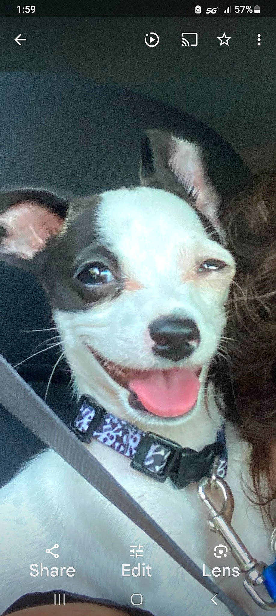 Buddy joined the competition — help win amazing prizes! canidae, carnivore, collar, companion_dog, dog, dog_breed, dog_collar, dog_supply, ear, fang, fashion_accessory, fawn, fur, jaw, jewellery, leash, snout, sporting_group, whiskers, working_animal