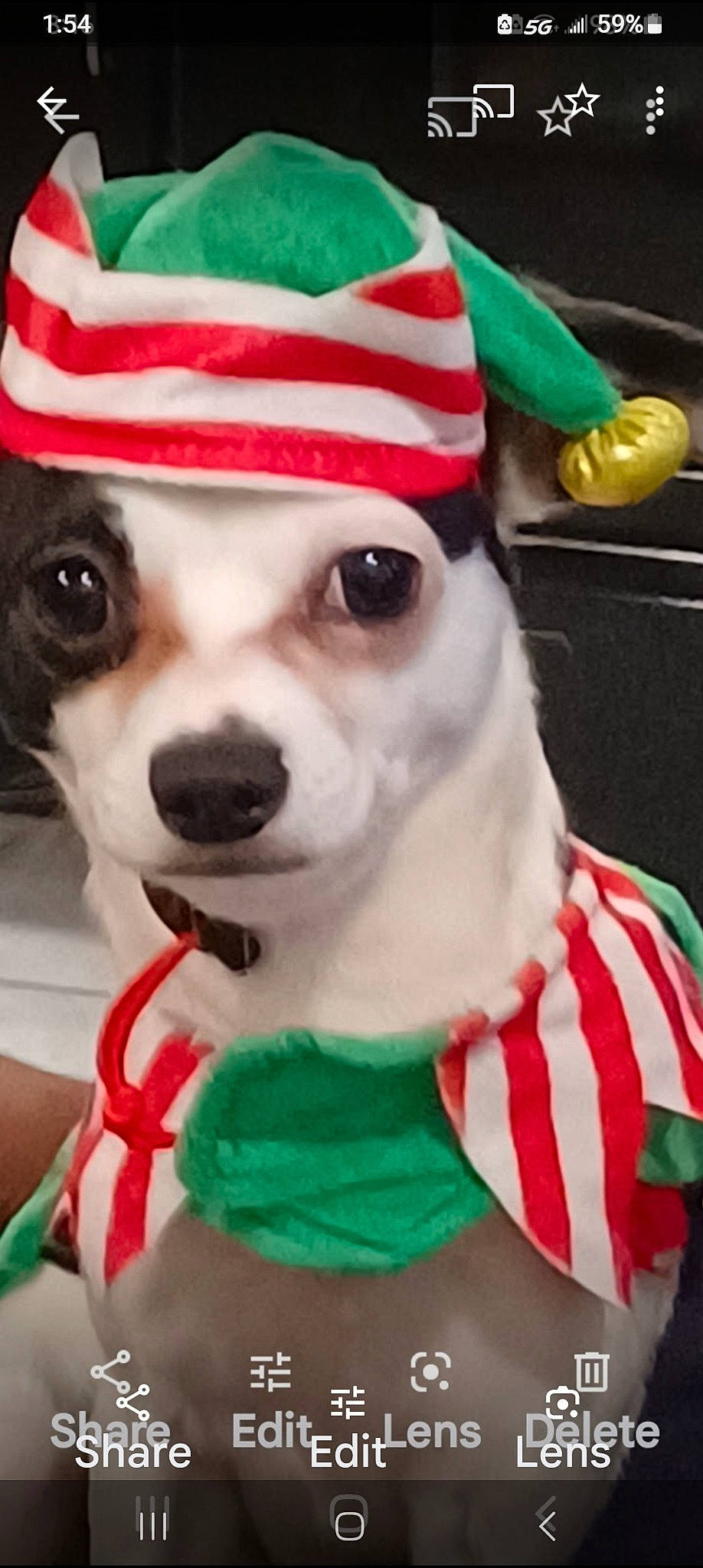 Buddy is registered to the contest to win money with this photo: cap, carnivore, collar, companion_dog, costume_hat, dog, dog_breed, dog_clothes, dog_supply, event, fawn, fedora, fur, green, hat, holiday, pet_supply, snout, sun_hat, white