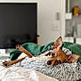 Girl is registered to the contest to win money with this photo: dog, brown_dog, small_dog, pet, indoor, cushion, blanket, relaxed, lying_down, bed, fur, ears, cozy, living_room, television, shelf, home, comfort, resting, animal
