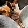 dog, small_dog, tan_dog, pet, indoor, couch, beige_couch, sunlight, relaxed, ear_up, beaded_collar, tag, looking_at_camera, furniture, cozy, domestic_animal, animal, resting, short_fur, cute