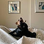 dog, black_dog, brown_dog, play, bedroom, quilt, white_bedspread, indoor, pet, animal, teeth, mouth_open, fur, ears, wall_art, framed_pictures, light, shadow, playful, wrestling
