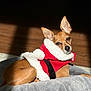Girl joined the competition — help win amazing prizes! dog, pet, costume, santa_outfit, red, white, blanket, fur, indoor, sunlight, relaxed, small_dog, ears, bed, cute, animal, portrait, cozy, holiday, warm