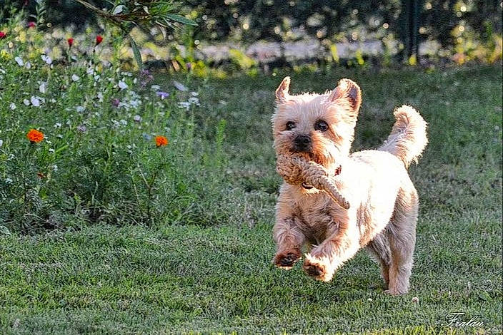 Poupette a rejoint le concours — aidez-le/la à gagner de superbes lots ! carnivore, companion_dog, dog, dog_breed, flower, grass, grassland, groundcover, herbaceous_plant, plant, prairie, puppy, small_terrier, snout, sporting_group, tail, terrestrial_animal, terrier, toy_dog, working_terrier