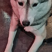 Ulicia a rejoint le concours — aidez-le/la à gagner de superbes lots ! dog, husky, animal, pet, lying_down, fur, ears, face, paws, collar, indoor, floor, concrete, looking_away, canine, mammal, domestic_animal, quiet, resting, closeup