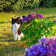 Luna a rejoint le concours — aidez-le/la à gagner de superbes lots ! animal, black_and_white, cat, closeup, curious, daytime, flora, flower_bush, garden, grass, green_leaves, nature, outdoor, pet, plant, purple_flowers, shrub, sunlight, tree_trunk, walking