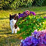 animal, black_and_white, cat, closeup, curious, daytime, flora, flower_bush, garden, grass, green_leaves, nature, outdoor, pet, plant, purple_flowers, shrub, sunlight, tree_trunk, walking