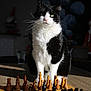 Luna participe au concours pour gagner de l'argent avec cette photo : animal, black_and_white_cat, board_game, cat, chess_pieces, chessboard, closeup, domestic_cat, feline, focused, game, indoor, intelligent, pet, playing, sitting, strategy_game, table, whiskers, wooden