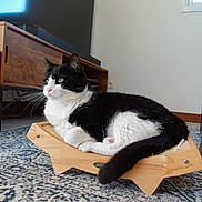 Luna participe au concours pour gagner de l'argent avec cette photo : black_and_white, carpet, cat, close_up, cushion, domestic_animal, fur, furniture, indoor, living_room, pet, relaxed, rug, speaker, tail, tuxedo_cat, tv_stand, whiskers, window, wooden_scratcher