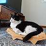 black_and_white, carpet, cat, close_up, cushion, domestic_animal, fur, furniture, indoor, living_room, pet, relaxed, rug, speaker, tail, tuxedo_cat, tv_stand, whiskers, window, wooden_scratcher