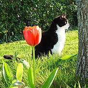 Chachou a rejoint le concours — aidez-le/la à gagner de superbes lots ! cat, black_and_white, grass, tulip, flower, garden, tree, nature, outdoor, sunlight, greenery, plant, animal, pet, leaf, spring, flora, feline, side_profile, daylight