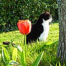 cat, black_and_white, grass, tulip, flower, garden, tree, nature, outdoor, sunlight, greenery, plant, animal, pet, leaf, spring, flora, feline, side_profile, daylight