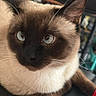 Babe joined the competition — help win amazing prizes! animal, black_chair, blue_eyes, blurred_background, cat, chair, close_up, curious, domestic_cat, ear, feline, fur, indoor, pet, portrait, resting, siamese_cat, soft_light, whiskers