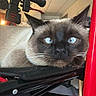 Babe joined the competition — help win amazing prizes! animal, black, blue_eyes, cat, ceiling, close_up, floor, furniture, handle, household, indoor, light, metal, pet, red, resting, siamese_cat, wheel, wheelchair, whiskers
