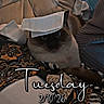 animal, black, blanket, blue_eyes, brown, cat, couch, cozy, domestic_cat, fabric, fur, indoor, laying_down, napkin, pattern, pet, relaxing, soft, text_overlay, tissue