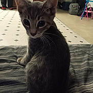 Stormy is registered to the contest to win money with this photo: cat, kitten, tabby, indoor, striped_blanket, floor, tile_floor, person, furniture, bag, chair, small_chair, backpack, home, pet, animal, whiskers, ears, tail, curious