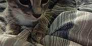 Stormy is registered to the contest to win money with this photo: kitten, cat, pet, animal, feline, closeup, bed, blanket, striped, indoor, cozy, fur, whiskers, paws, young, cute, curious, resting, soft, home