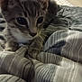 kitten, cat, pet, animal, feline, closeup, bed, blanket, striped, indoor, cozy, fur, whiskers, paws, young, cute, curious, resting, soft, home