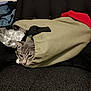 Stormy is registered to the contest to win money with this photo: cat, gray_cat, canvas_bag, couch, bubble_wrap, clothing, indoor, pet, curious, feline, fabric, black_strap, texture, resting, hidden, cozy, seat, domestic_animal, household, relaxed