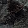 Stormy joined the competition — help win amazing prizes! cat, tabby, gray_cat, striped_fabric, resting, whiskers, feline, animal, pet, soft_light, indoor, sleepy, close_up, fur, ears, paw, quiet, cozy, domestic_cat, relaxed