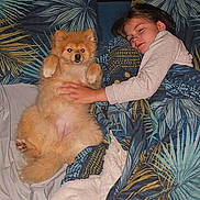 Alia participe au concours pour gagner de l'argent avec cette photo : bed, blanket, child, comfort, cozy, cute, dog, face, fur, furball, hand, home, indoors, pattern, paw, pillow, relaxation, resting, sleeping, snuggle