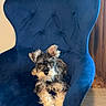 animal, blue_chair, calm, companion, cozy, curtain, cute, dog, floor, fur, home, indoor, miniature_schnauzer, modern_furniture, pet, portrait, relaxing, sitting, small_dog, velvet