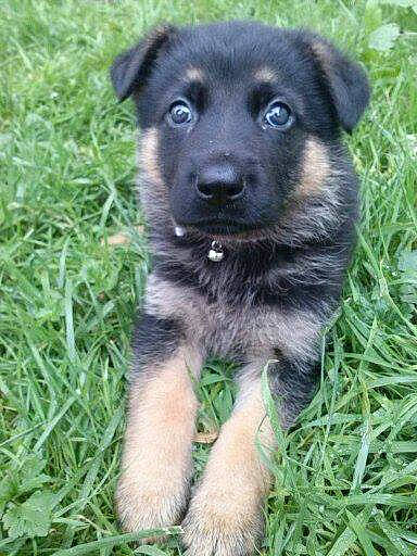 Kalya participe au concours pour gagner de l'argent avec cette photo : black_and_tan_terrier, canidae, carnivore, companion_dog, dog, dog_breed, german_shepherd_dog, grass, herding_dog, king_shepherd, mammal, puppy, rare_breed_dog, snout, sporting_group, vertebrate, working_dog