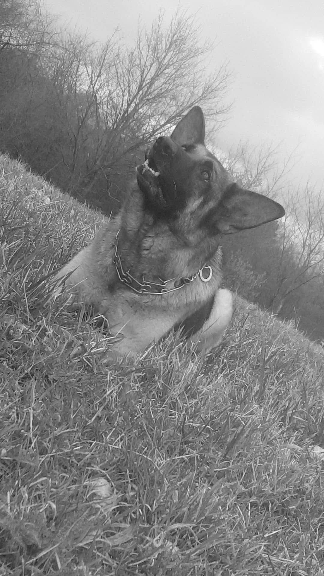 Kalya participe au concours pour gagner de l'argent avec cette photo : black_and_white, canidae, carnivore, dog, dog_breed, ear, fawn, grass, photography, snout, sporting_group