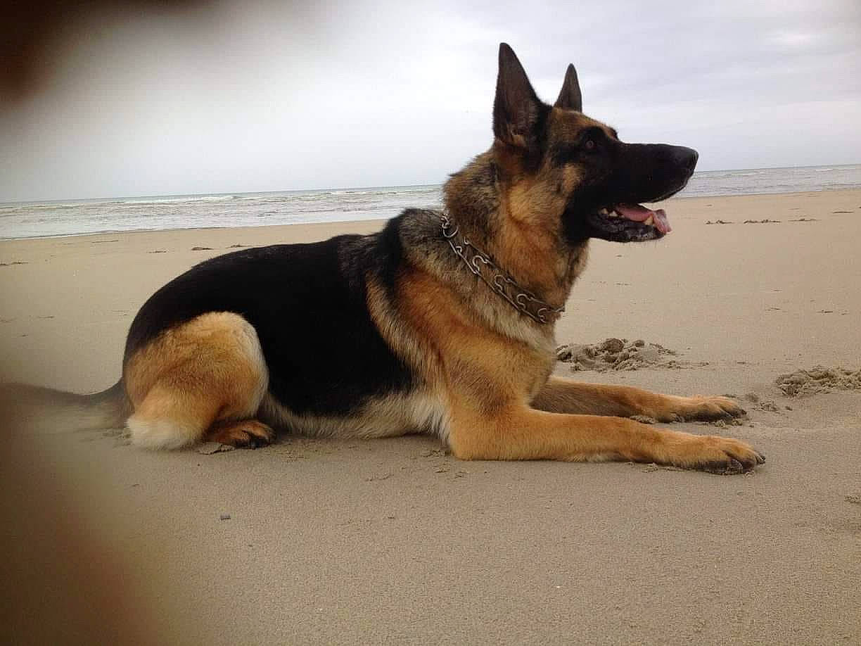 Kalya participe au concours pour gagner de l'argent avec cette photo : belgian_shepherd_malinois, canidae, carnivore, dog, dog_breed, east_european_shepherd, fawn, german_shepherd_dog, king_shepherd, kunming_wolfdog, mammal, old_german_shepherd_dog, police_dog, rare_breed_dog, shiloh_shepherd_dog, snout, sporting_group, vertebrate, wolfdog, working_dog