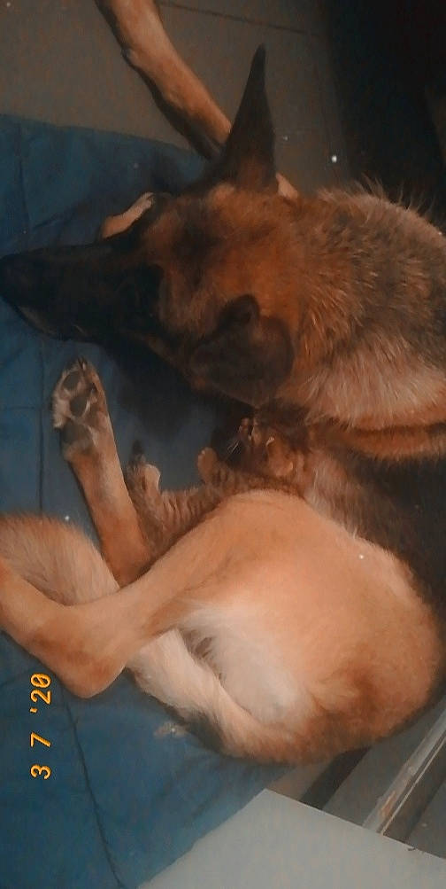 Kalya a rejoint le concours — aidez-le/la à gagner de superbes lots ! canidae, carnivore, dog, dog_breed, fawn, german_shepherd_dog