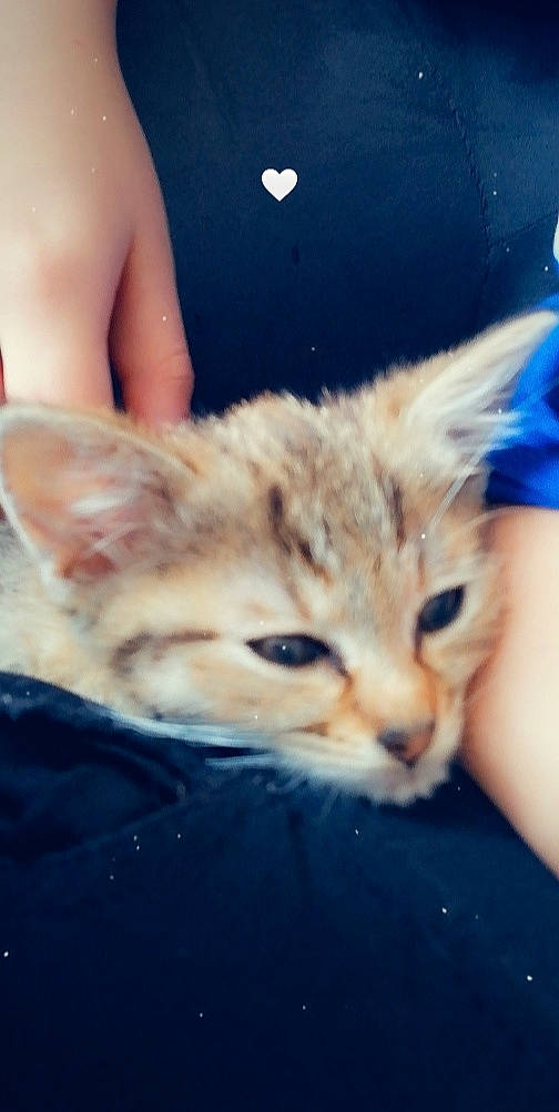 Mimi a rejoint le concours — aidez-le/la à gagner de superbes lots ! american_shorthair, asian, carnivore, cat, close_up, ear, european_shorthair, eye, felidae, fur, hand, kitten, mammal, nose, skin, sky, small_to_medium_sized_cats, snout, tabby_cat, whiskers