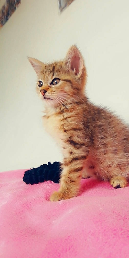 Mimi participe au concours pour gagner de l'argent avec cette photo : american_shorthair, arabian_mau, asian, bengal, california_spangled, carnivore, cat, domestic_short_haired_cat, european_shorthair, felidae, german_rex, kitten, kurilian_bobtail, laperm, mammal, pixie_bob, small_to_medium_sized_cats, tabby_cat, vertebrate, whiskers