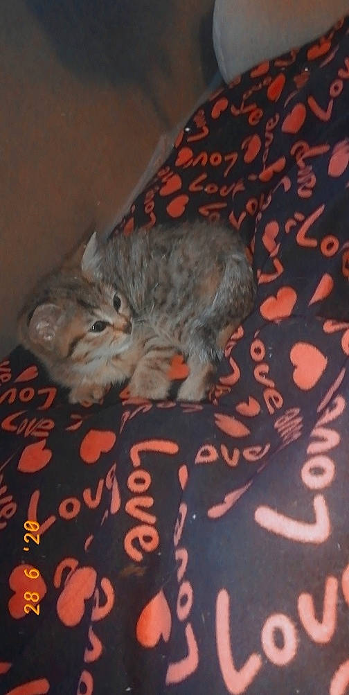 Mimi a rejoint le concours — aidez-le/la à gagner de superbes lots ! asian, california_spangled, carnivore, cat, domestic_short_haired_cat, egyptian_mau, european_shorthair, felidae, kitten, mammal, pixie_bob, rodent, small_to_medium_sized_cats, snout, tabby_cat, whiskers