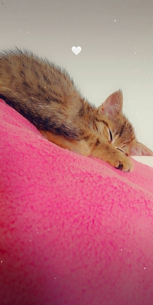 Mimi participe au concours pour gagner de l'argent avec cette photo : carnivore, cat, european_shorthair, felidae, fur, kitten, organism, small_to_medium_sized_cats, tabby_cat, tail, whiskers