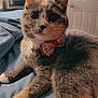 cat, pet, indoor, bed, collar, bow_tie, feline, cute, whiskers, ears, paws, fur, relaxed, looking, domestic_animal, closeup, animal, home, resting, portrait