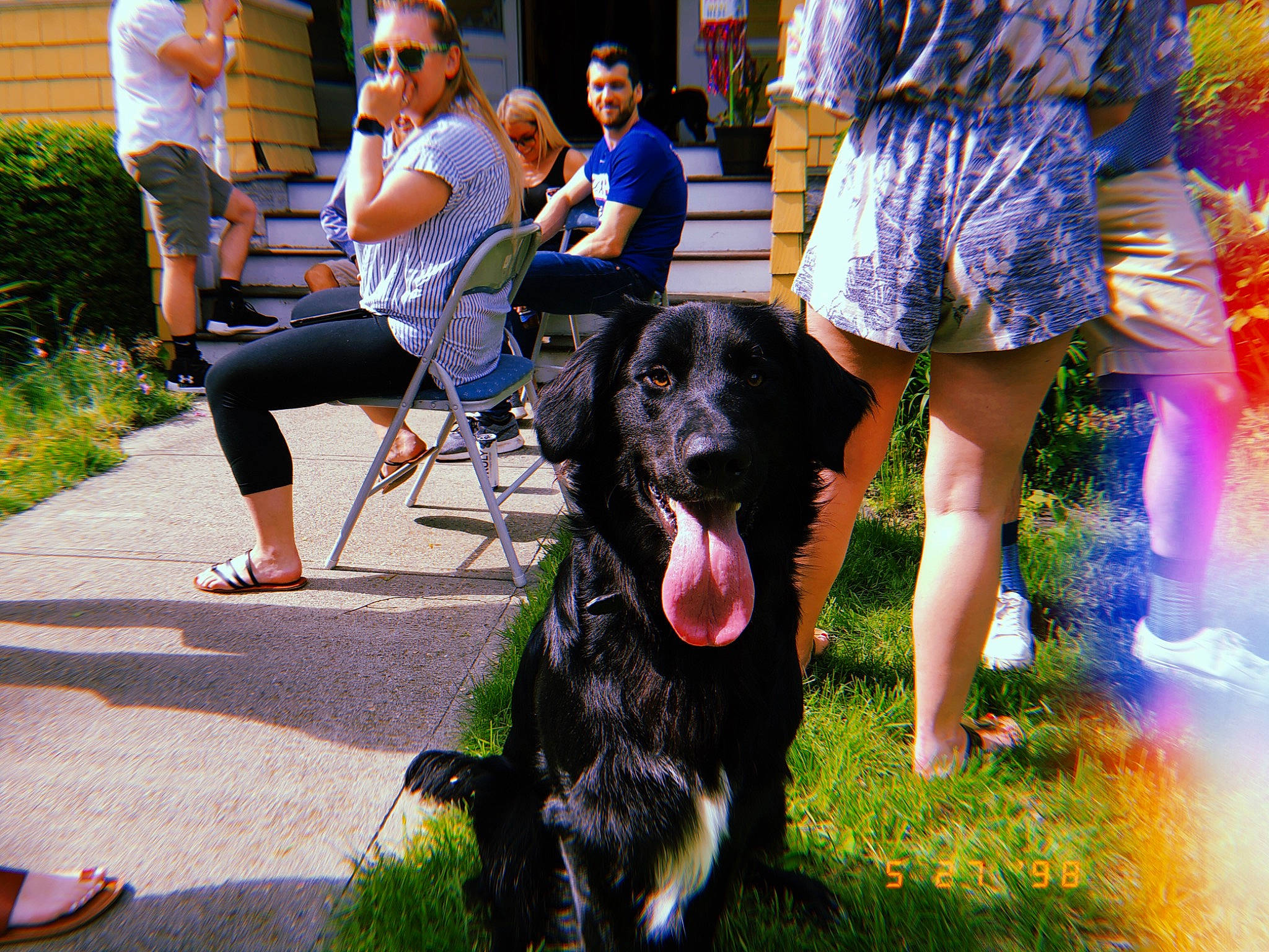 Cub joined the competition — help win amazing prizes! canidae, carnivore, companion_dog, dog, dog_breed, dog_walking, flat_coated_retriever, fun, guard_dog, mammal, obedience_training, plant, sporting_group, summer, vertebrate, walking, working_dog