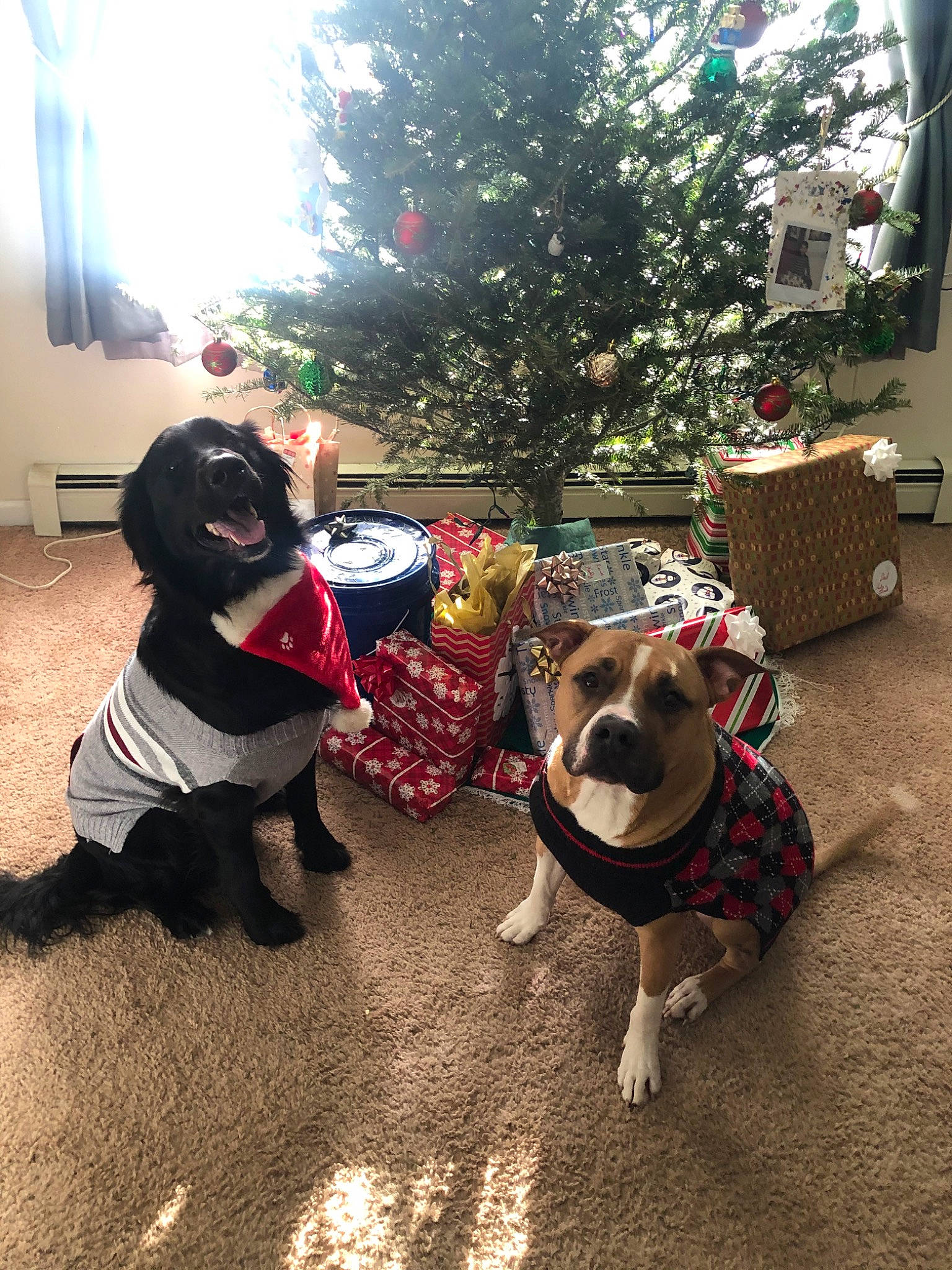 Cub is registered to the contest to win money with this photo: american_bulldog, american_pit_bull_terrier, boston_terrier, canidae, carnivore, christmas, christmas_eve, companion_dog, costume, dog, dog_breed, dog_clothes, fawn, french_bulldog, holiday, non_sporting_group, outerwear, pit_bull, sporting_group, tree