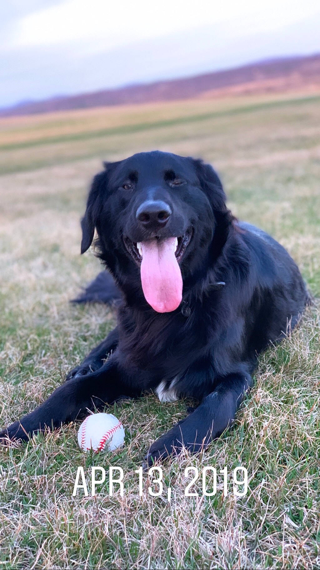 Cub is registered to the contest to win money with this photo: borador, canidae, carnivore, companion_dog, dog, dog_breed, flat_coated_retriever, german_spaniel, hovawart, hunting_dog, large_munsterlander, mammal, rare_breed_dog, retriever, sporting_group, vertebrate