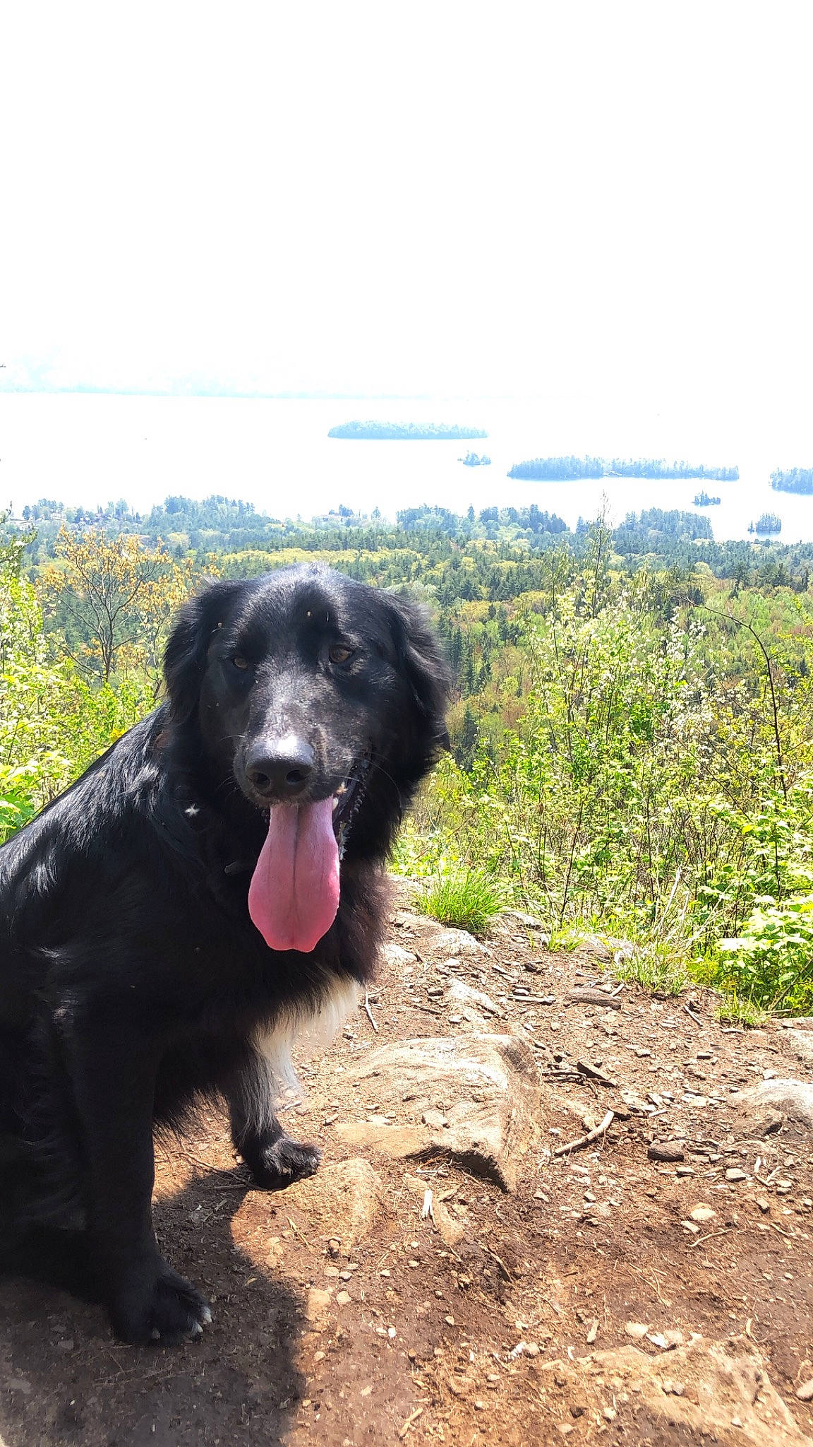 Cub joined the competition — help win amazing prizes! adventure, borador, canidae, carnivore, dog, dog_breed, flat_coated_retriever, hunting_dog, labrador_retriever, retriever, sporting_group