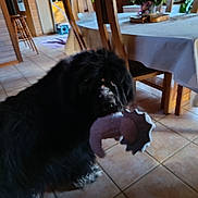 Liberty participe au concours pour gagner de l'argent avec cette photo : dog, black_dog, shaggy_dog, long_hair, stuffed_toy, plush_toy, toy, indoors, dining_room, dining_table, tablecloth, wooden_chairs, tile_floor, house, home, orchid, purple_flowers, pet, playing, portrait