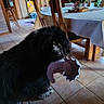 dog, black_dog, shaggy_dog, long_hair, stuffed_toy, plush_toy, toy, indoors, dining_room, dining_table, tablecloth, wooden_chairs, tile_floor, house, home, orchid, purple_flowers, pet, playing, portrait